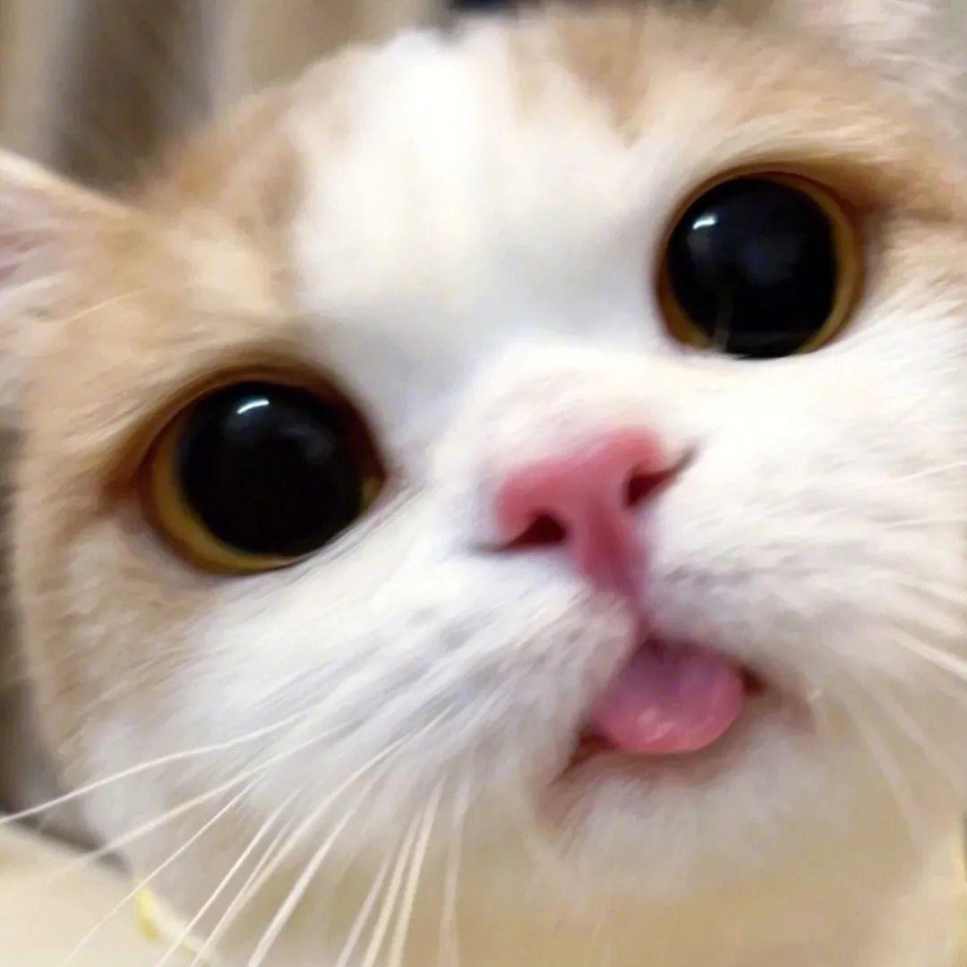Momo 园子