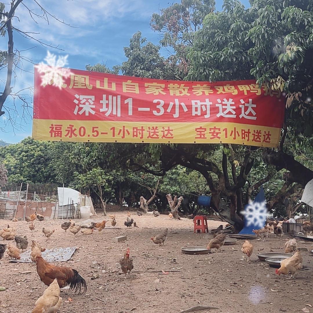 深圳斌仔养鸡哥