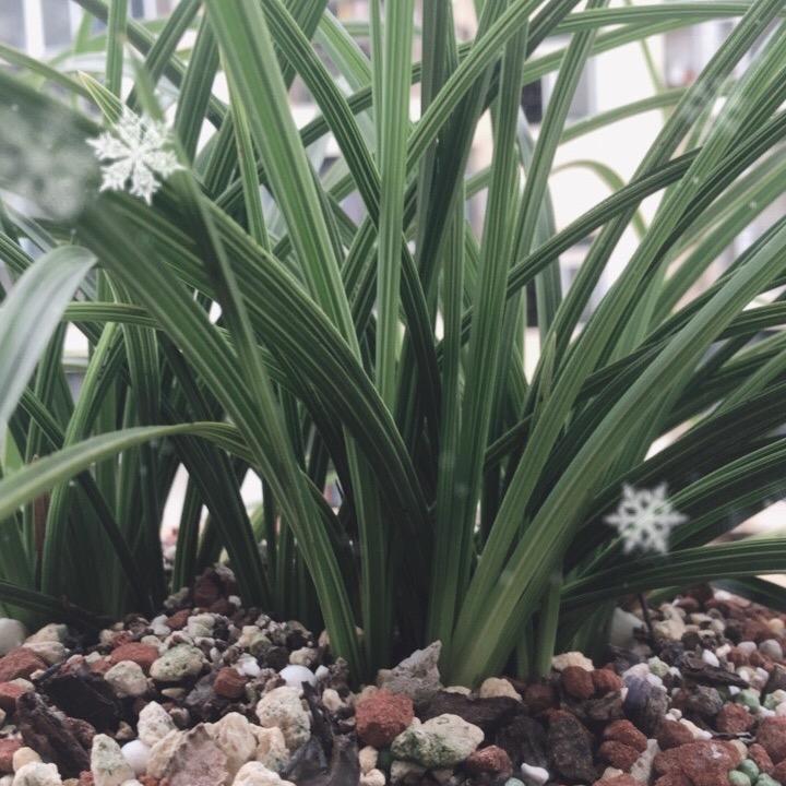 烈焰红唇