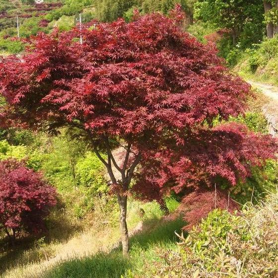 鑫鑫花卉