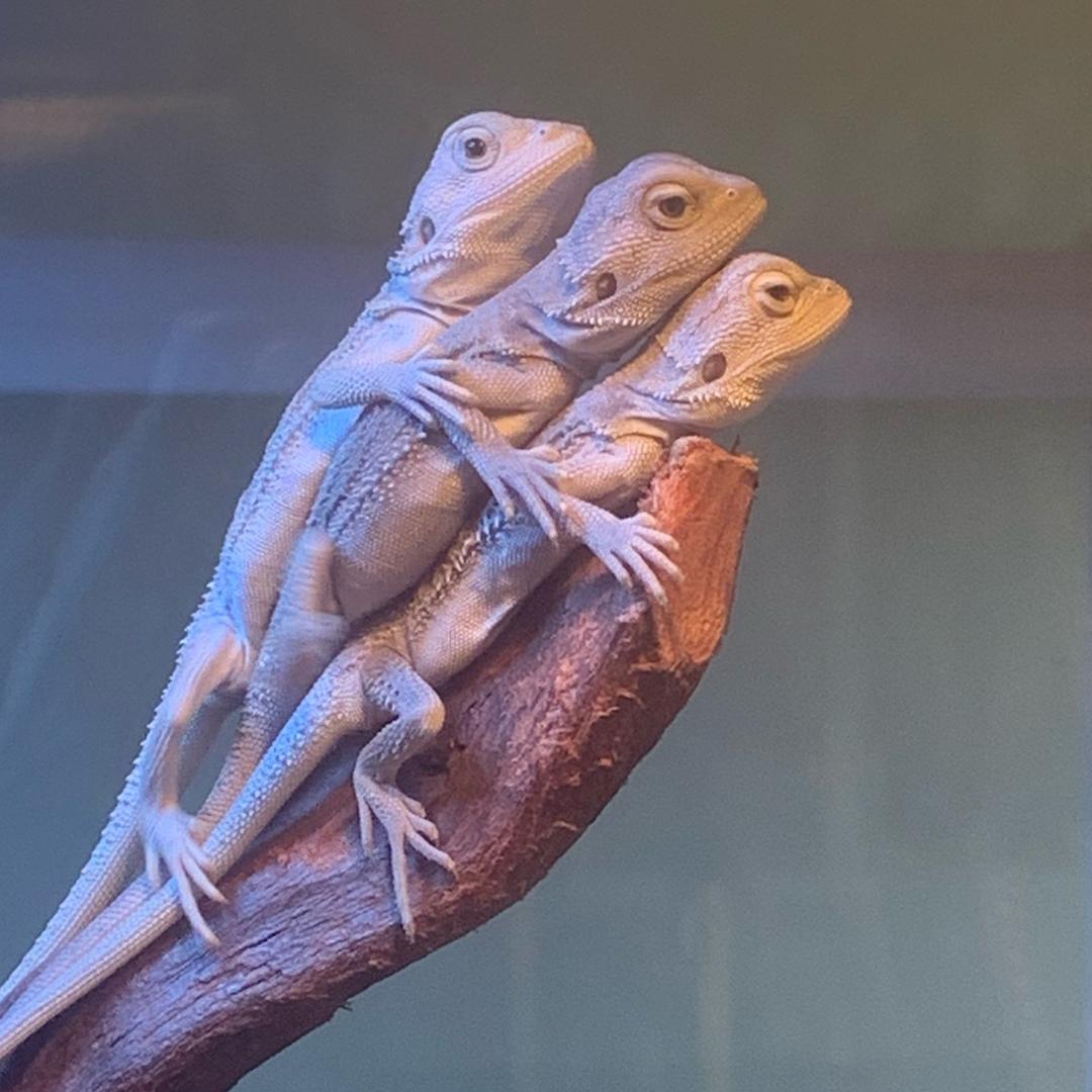 三叠纪宠物