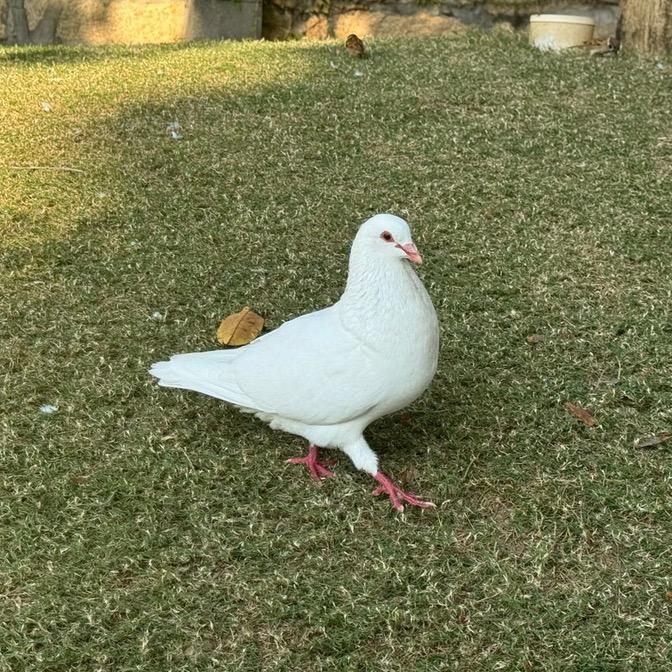 心如草木