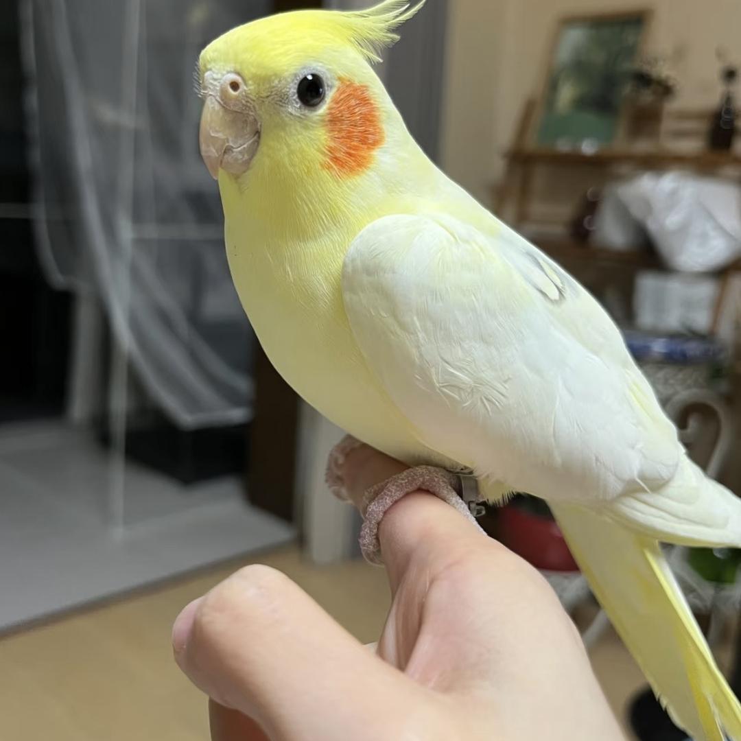 源宝鹦鹉养殖场