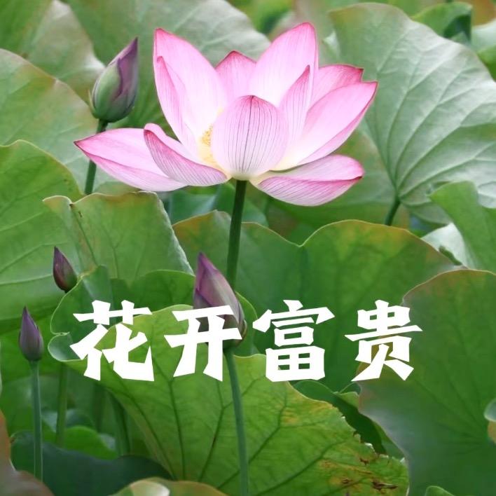 花开富贵biu