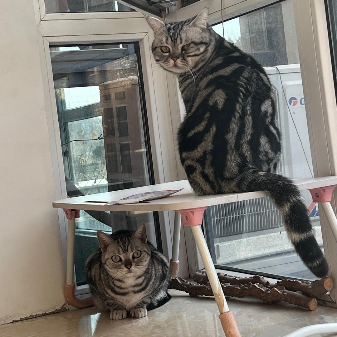 丢丢喜糖是两只喵