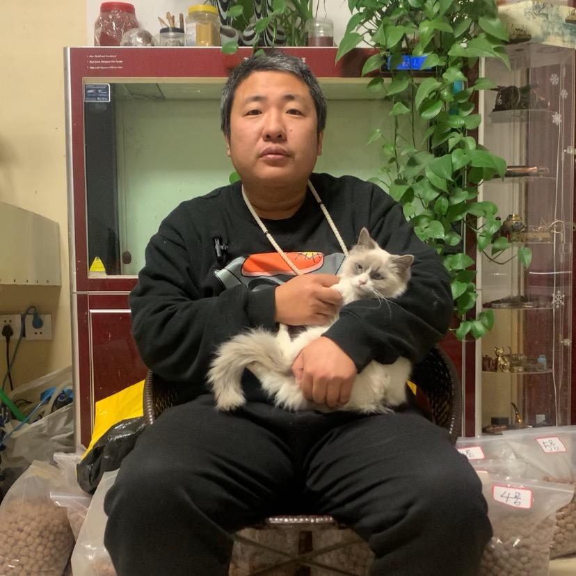 卖金刚的灰太狼安心狼选