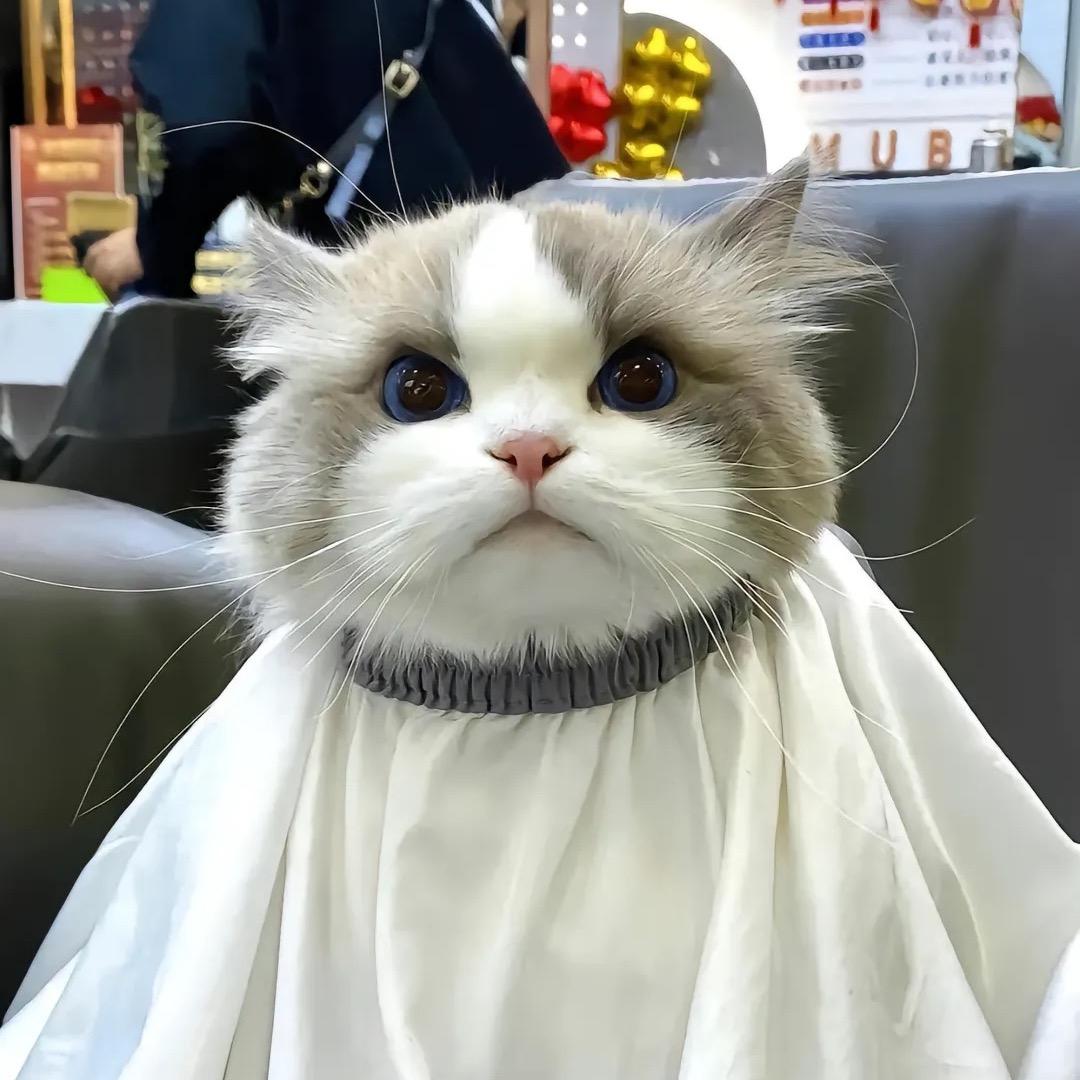 我爱吃西红柿炒蛋