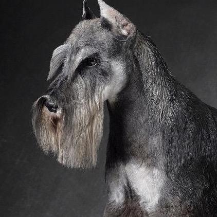 皖雪犬舍（直播号）