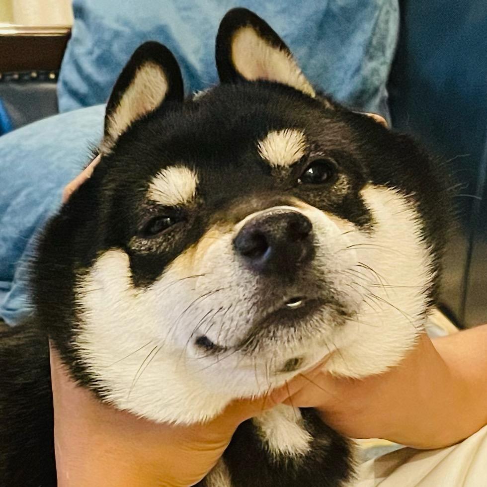 胖K大魔王             ༽