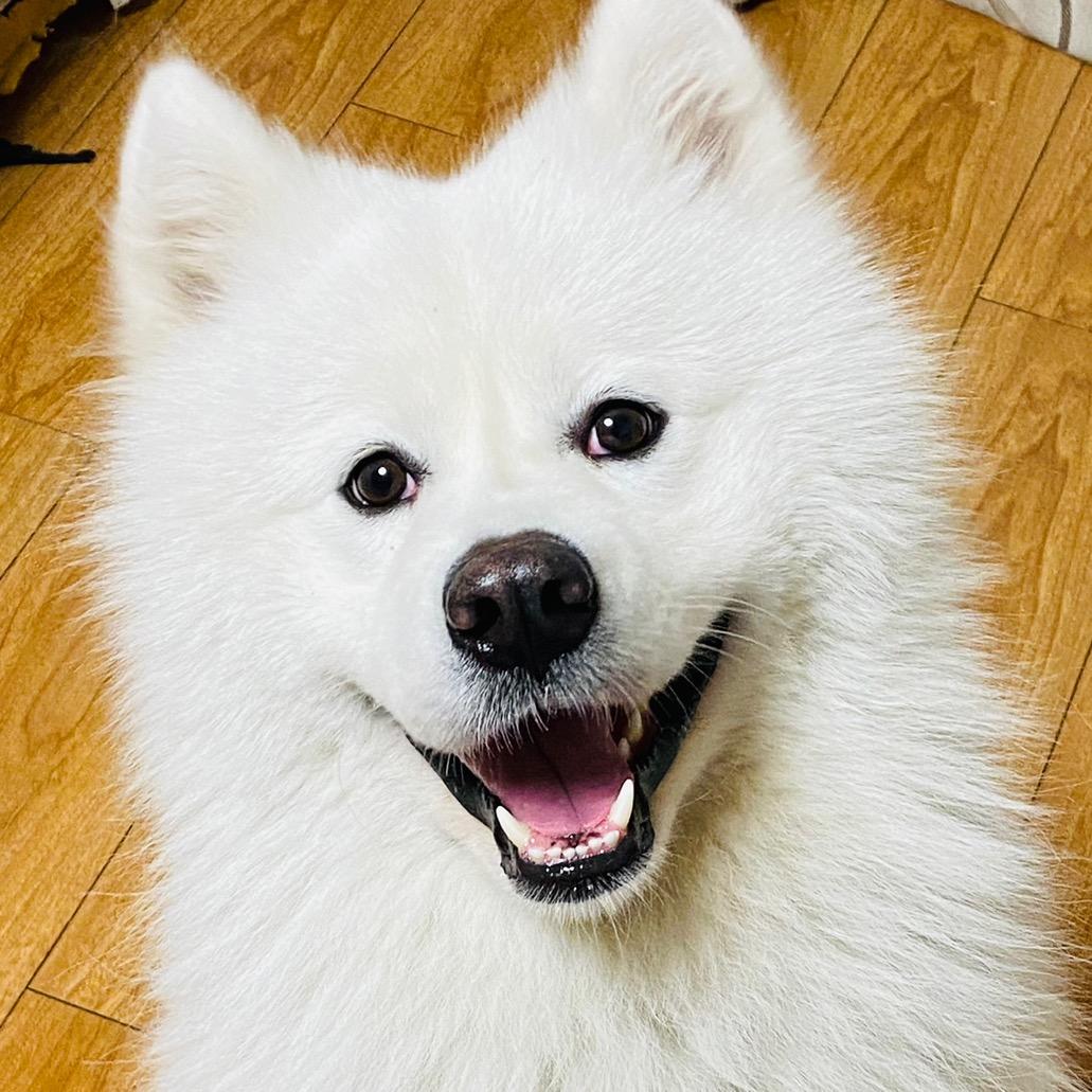 不是耶宝是椰宝