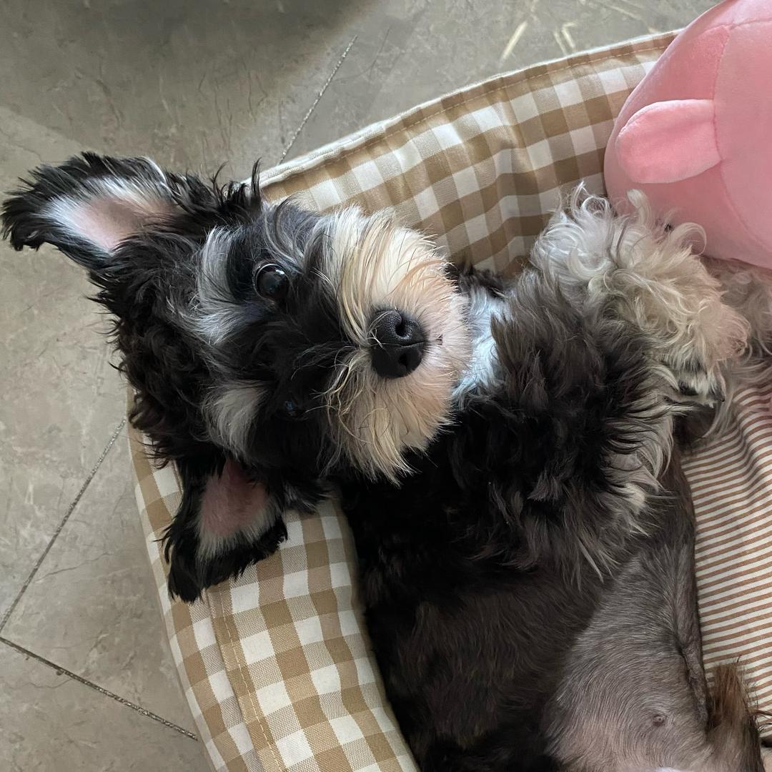 六六是只雪纳瑞