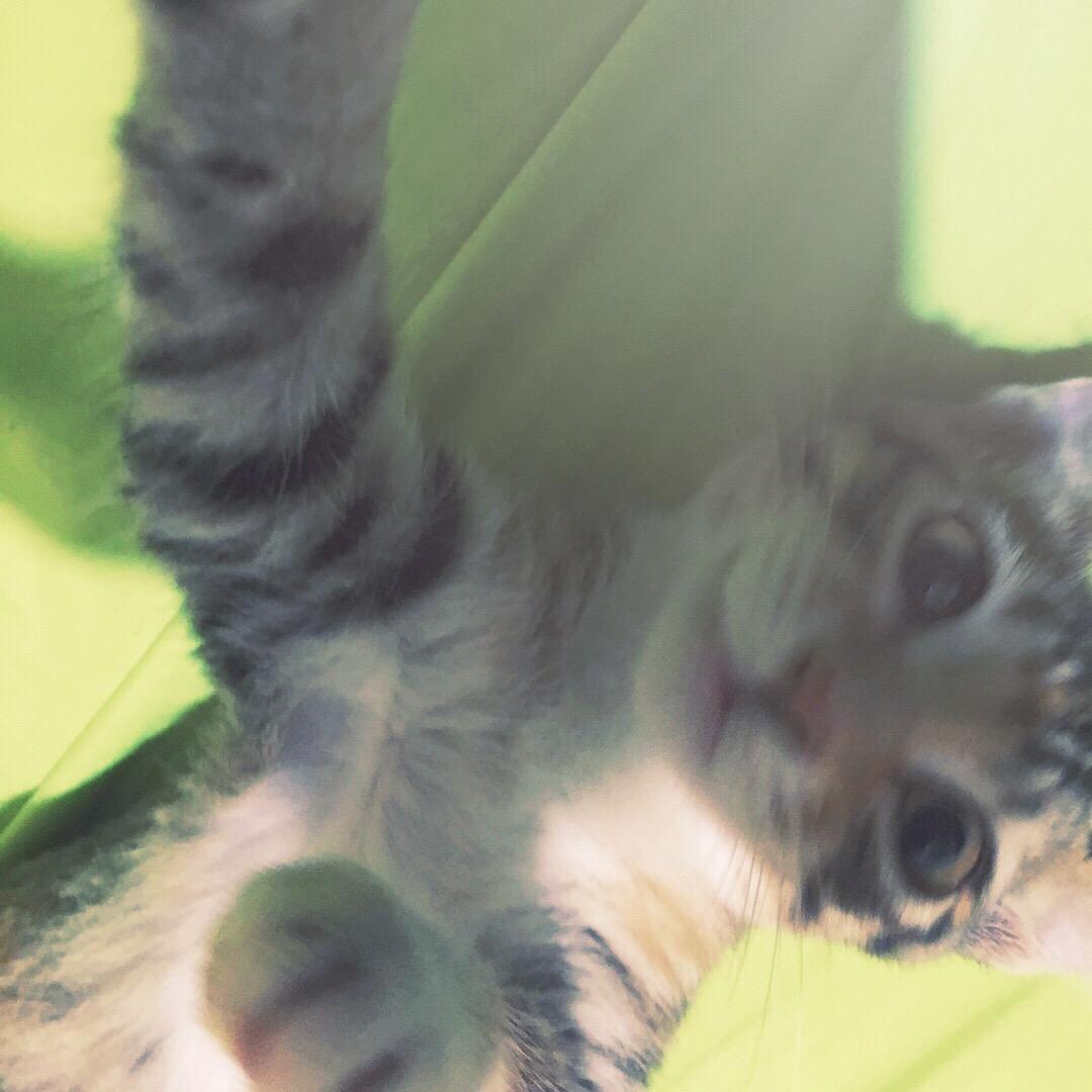 🌙🐾