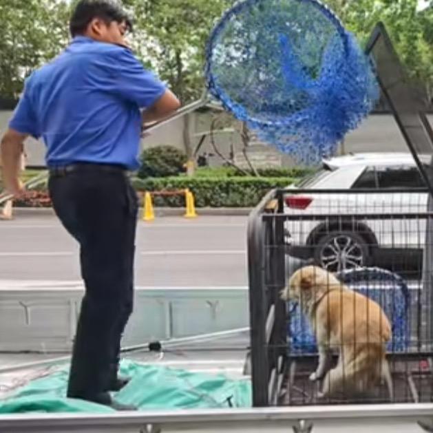 专业抓疯狗
