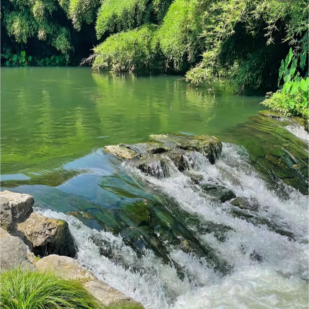 龙牙阿华