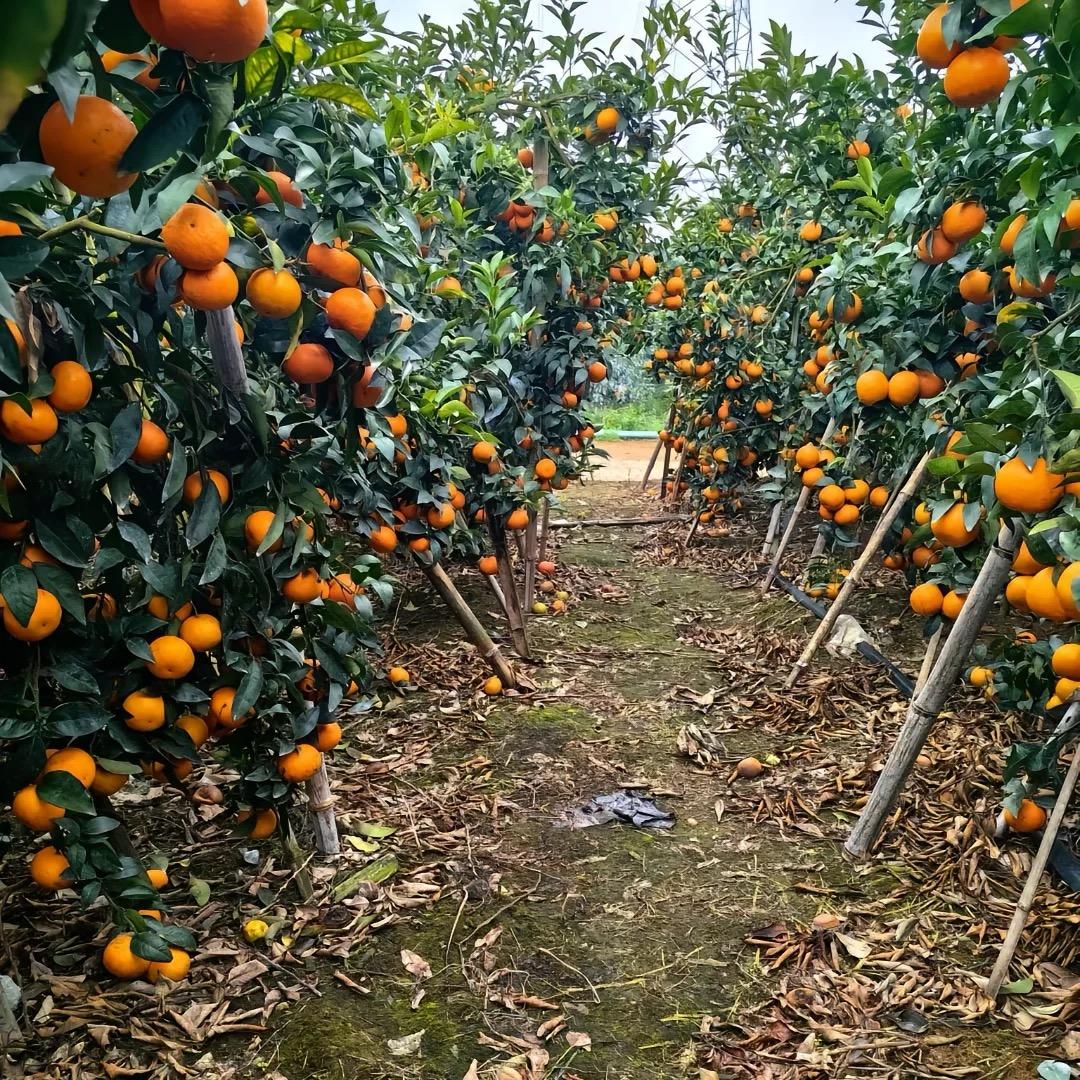 广西武鸣沃柑自家果园