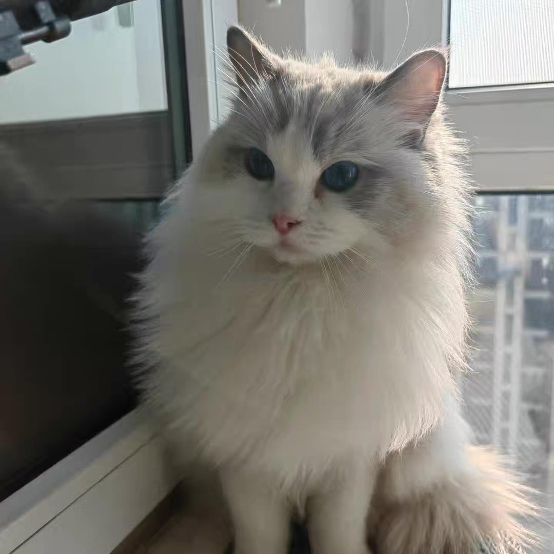 清燃宠物零食对对碰