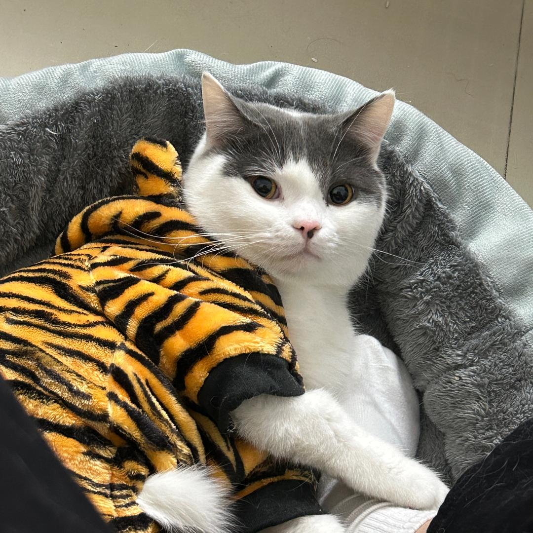 一只猪咪咪