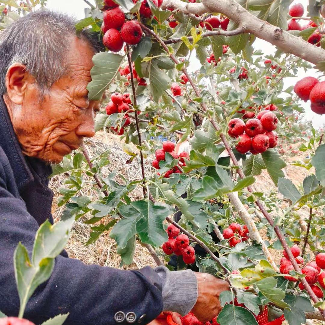 山沟沟里的山楂姐