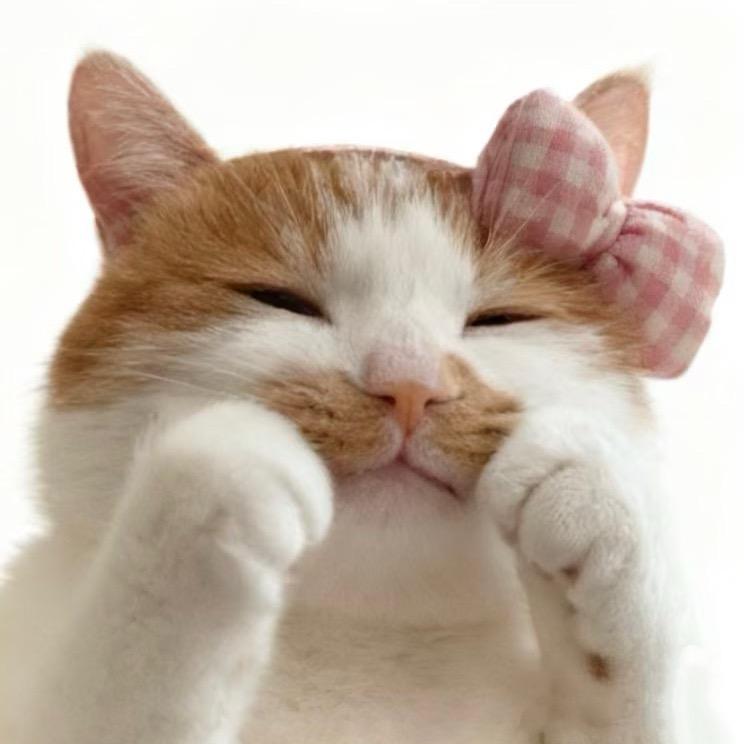 猫猫大王🐱