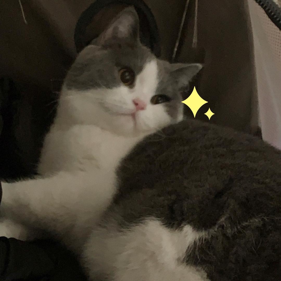 顺拐小子