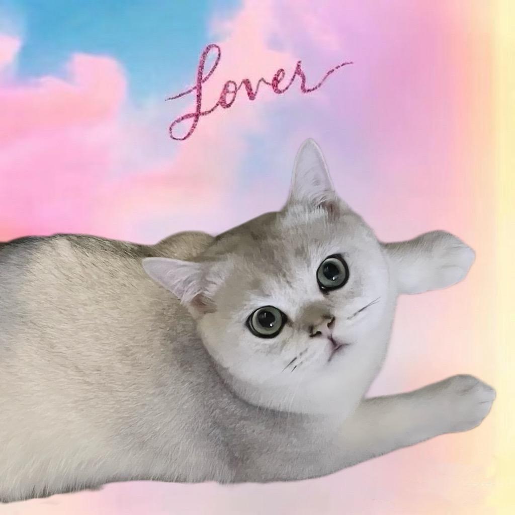 我的小猫很可爱