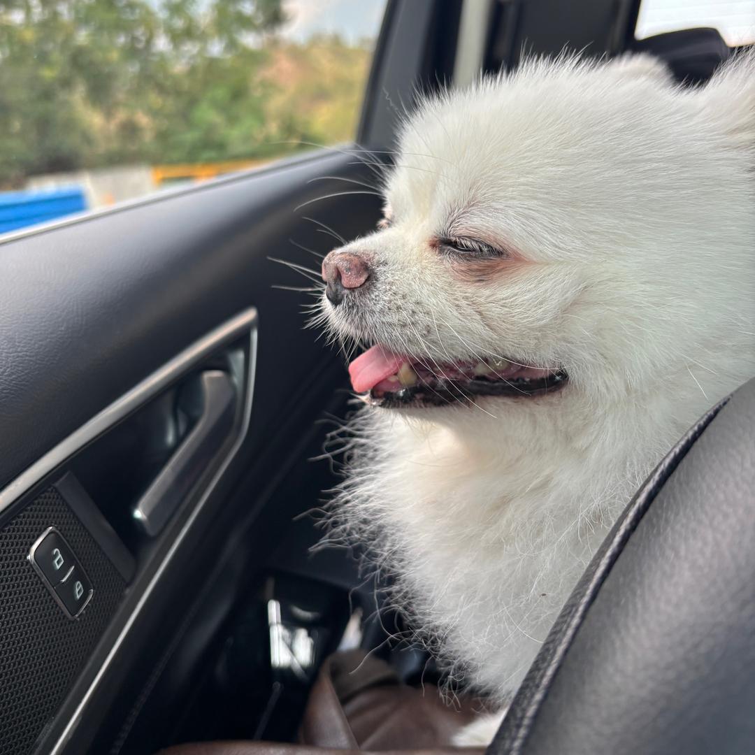 八颗大蒜（推荐好不好