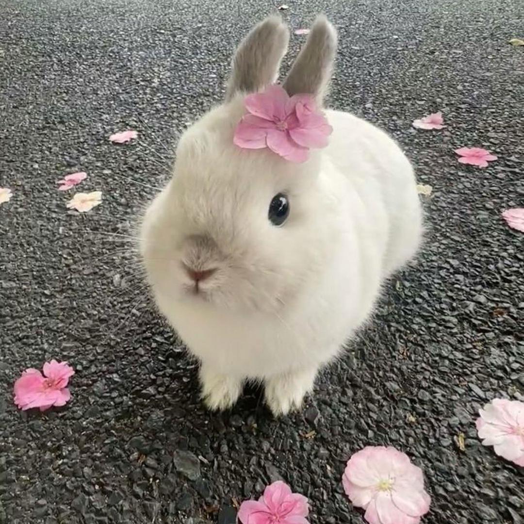 小疾熊