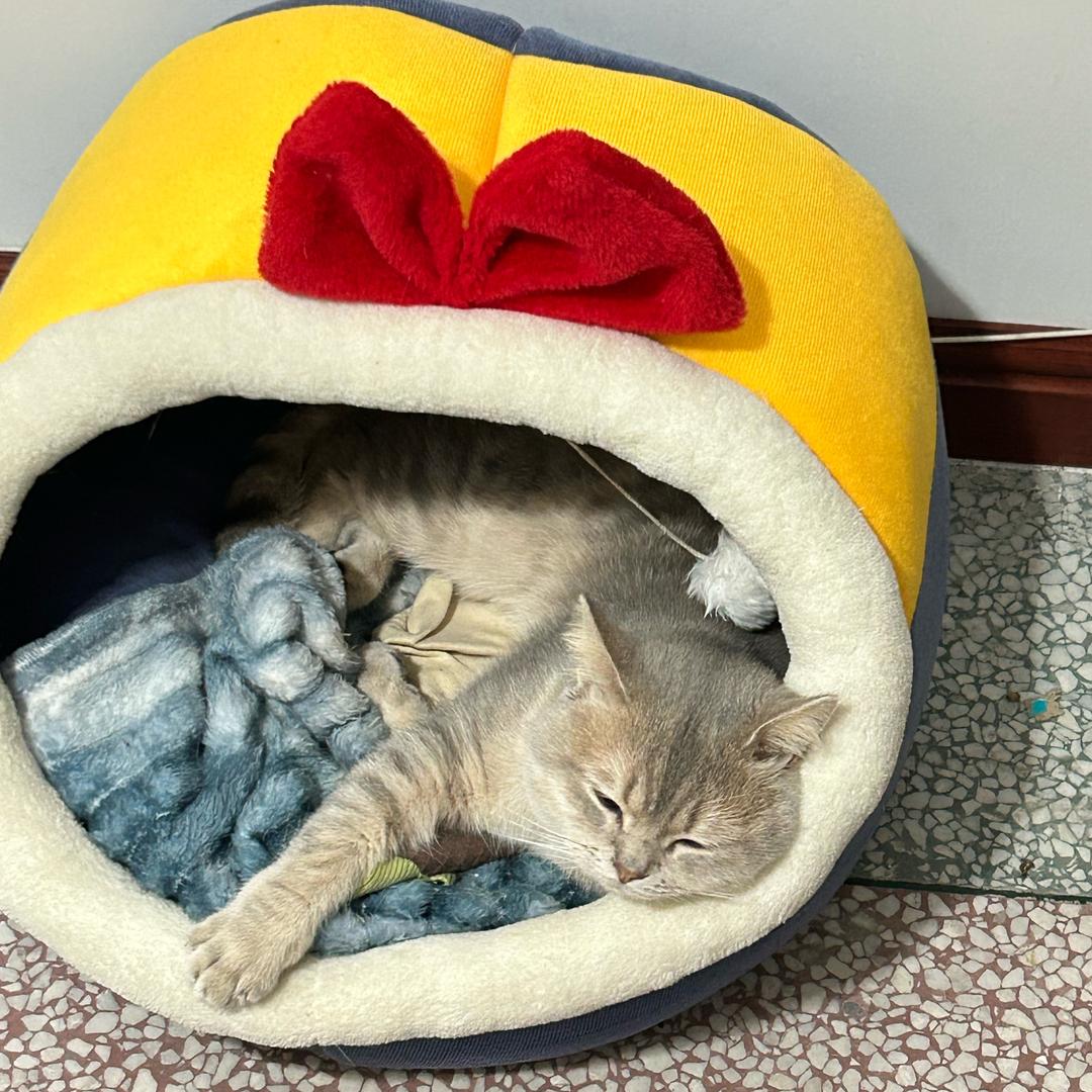 日落就像荷包蛋