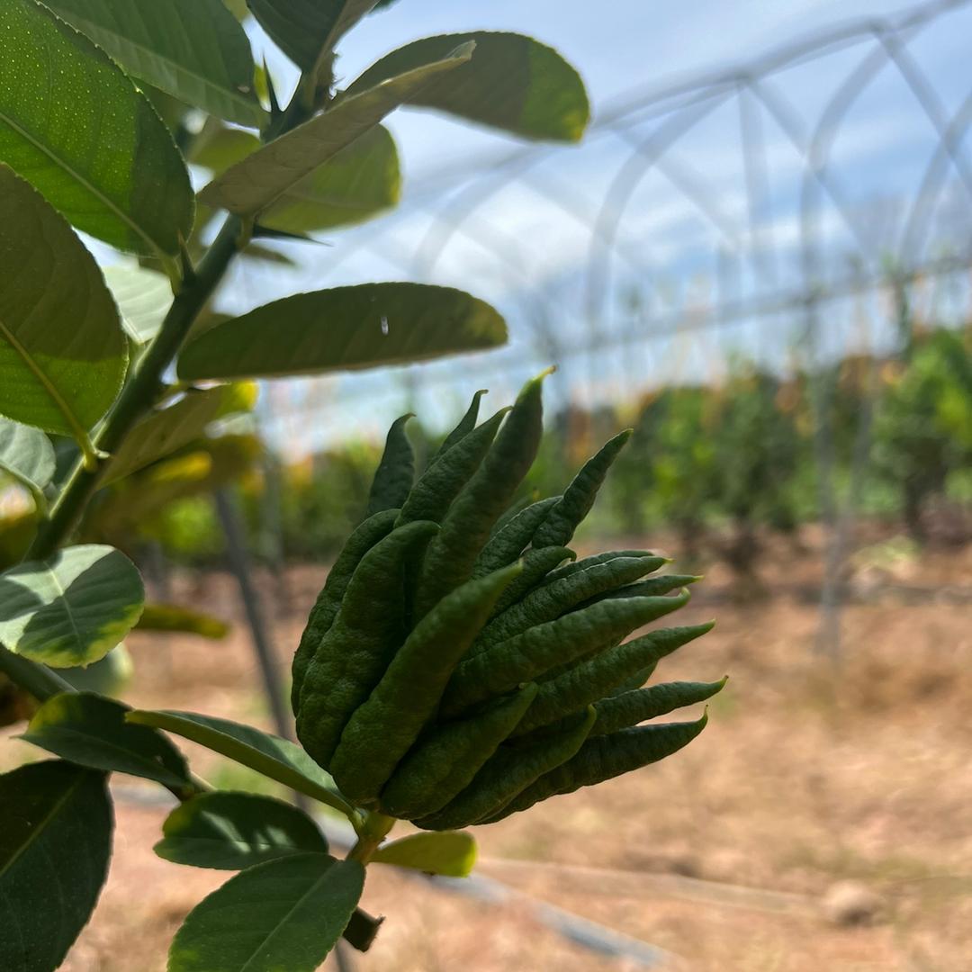 金华金赤山商贸（金华齐乐）