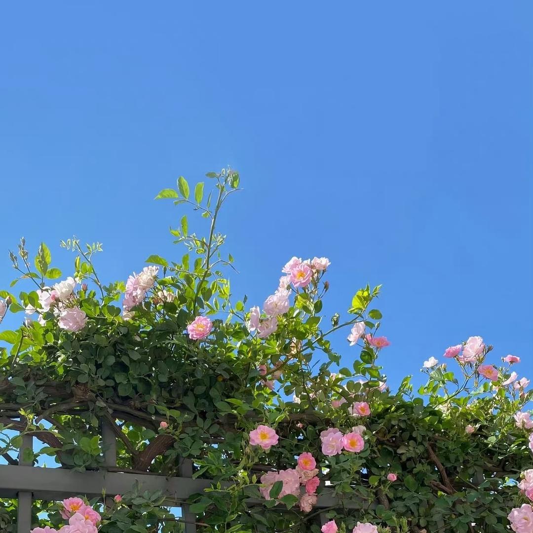 依依
