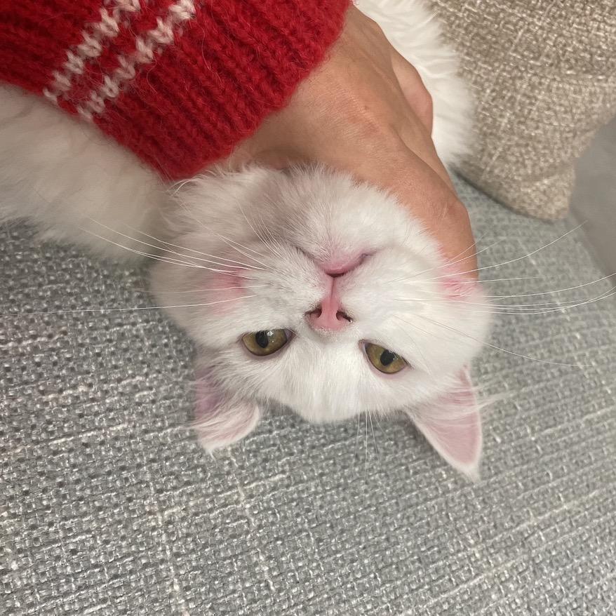 宋小姐的猫