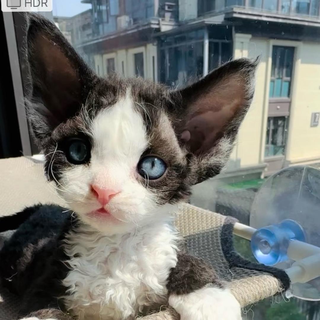 橘子的德文卷毛猫