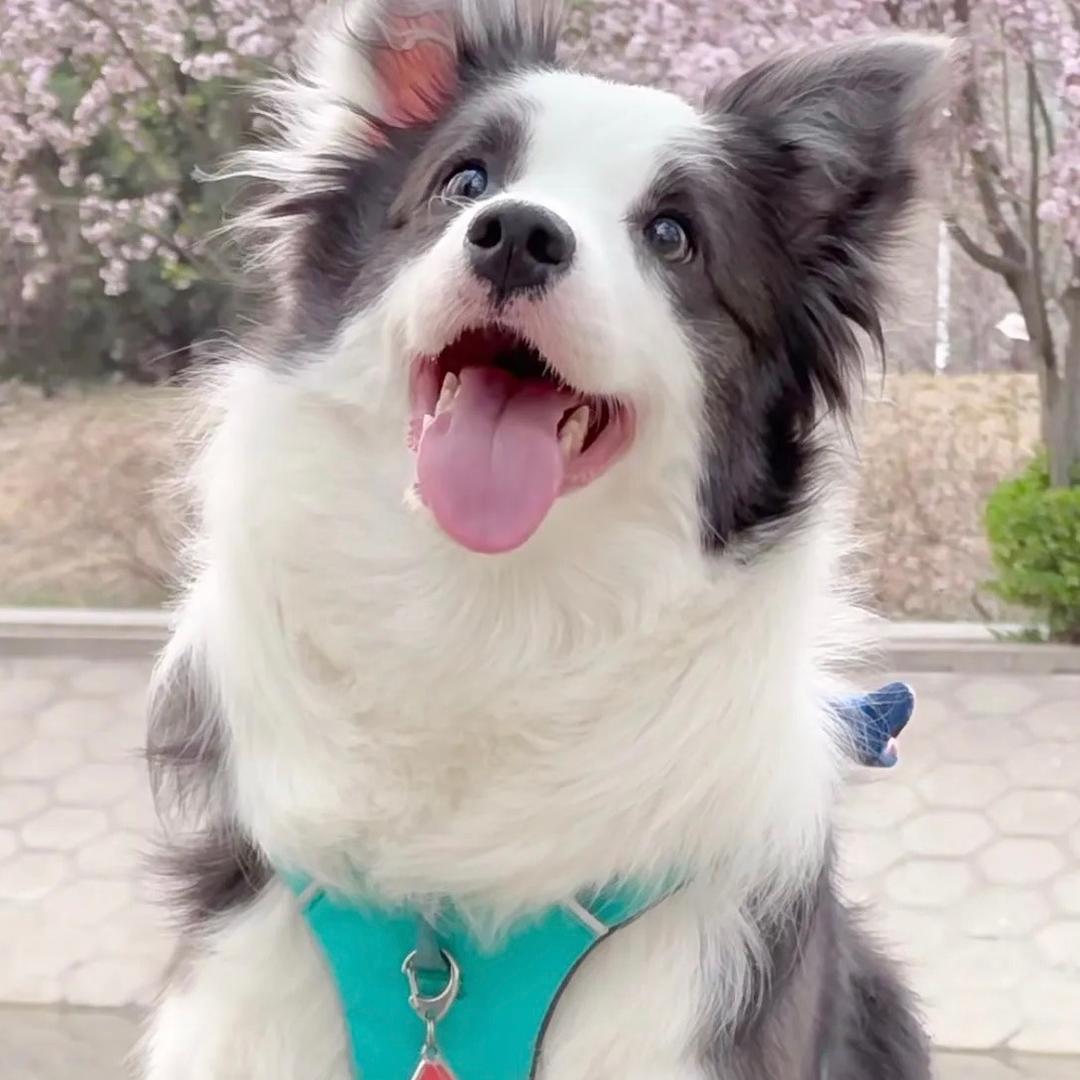 雅儿家边牧萌宠