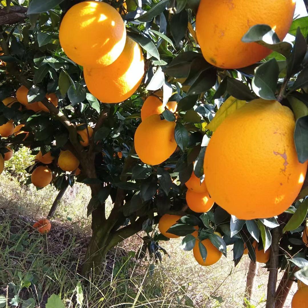 赣南脐橙