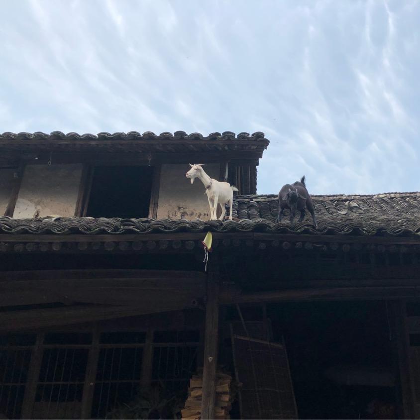 沧海一笑