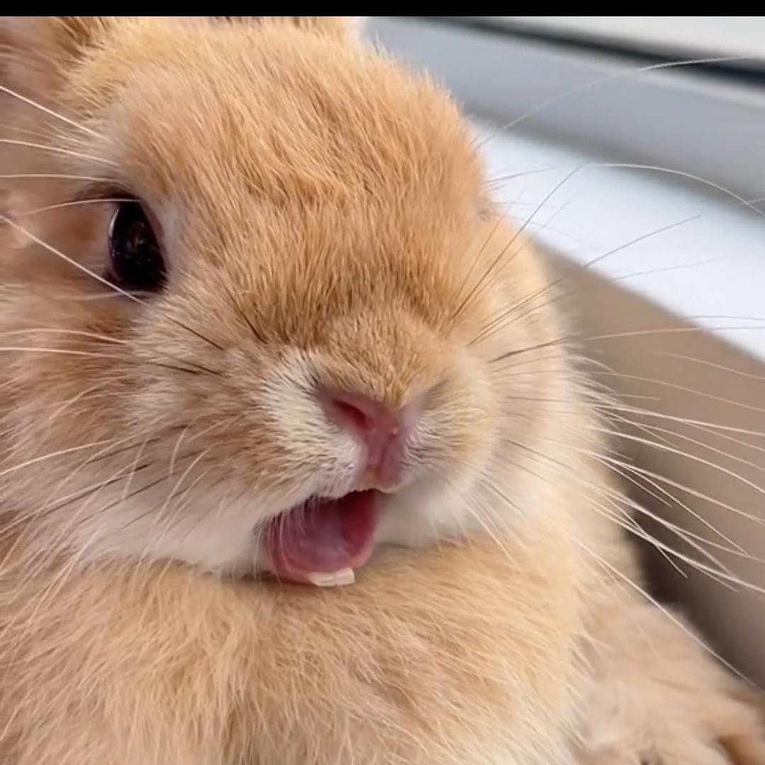 铁球是只跟班兔