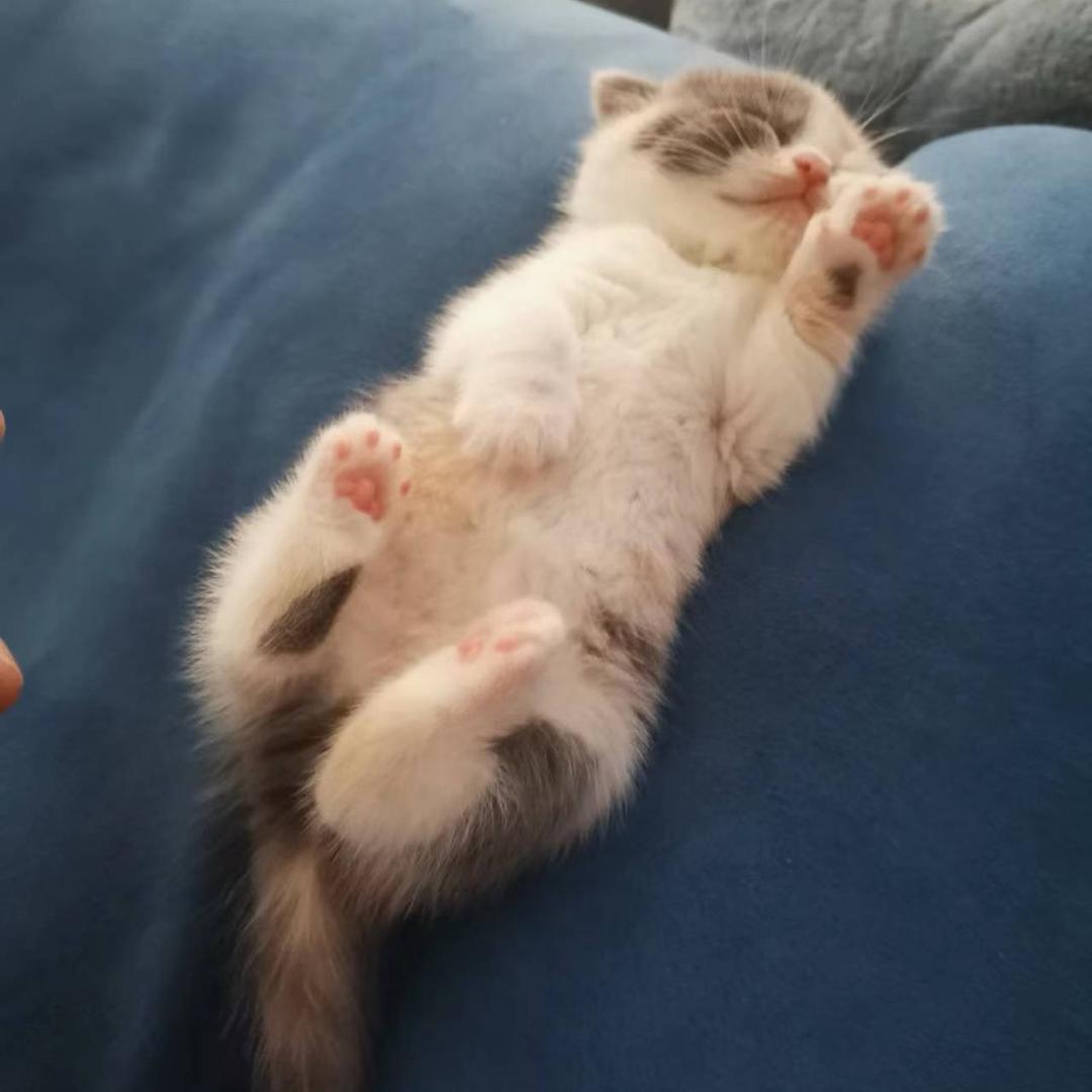 团嘟崽的铲屎官