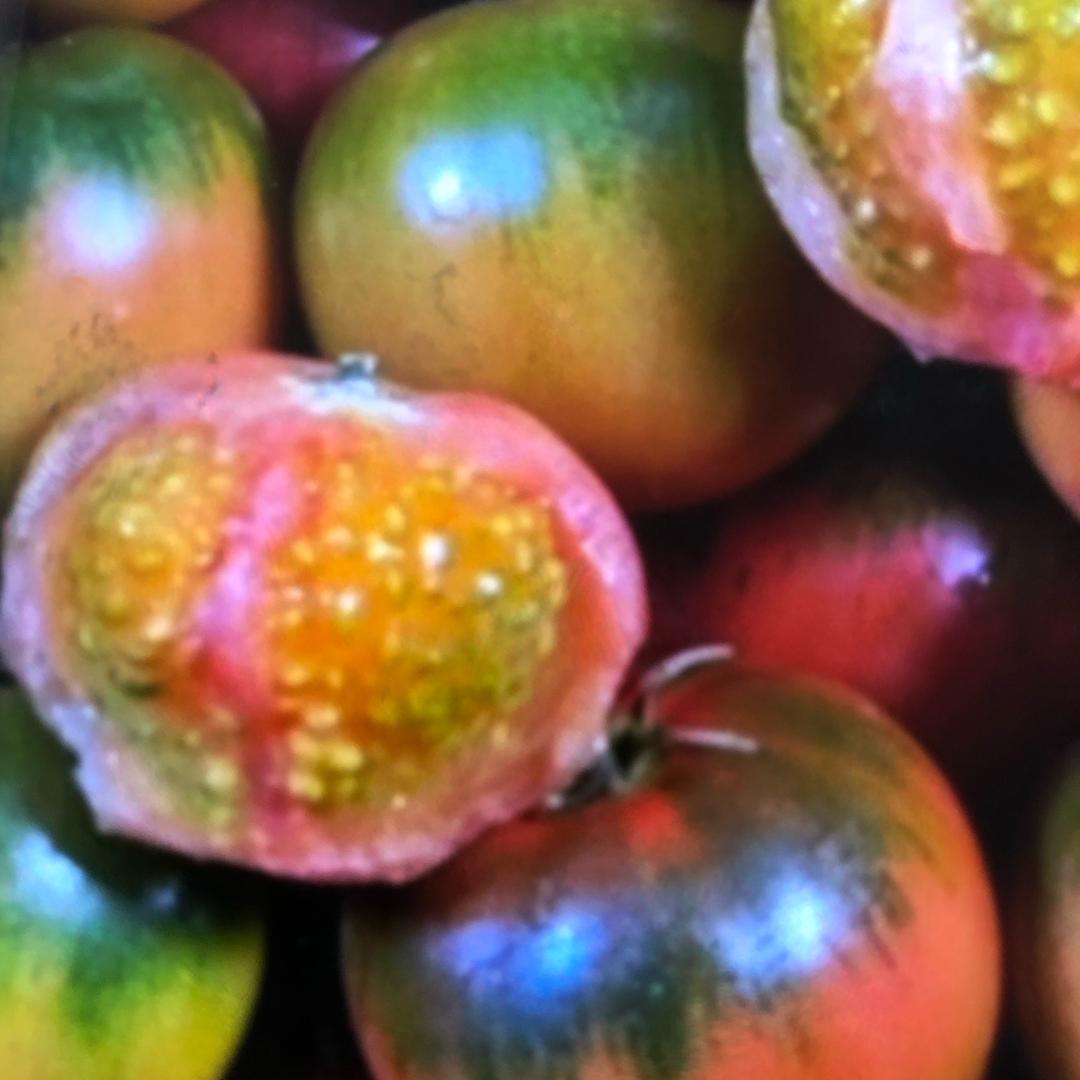 盘锦碱地柿子直发地