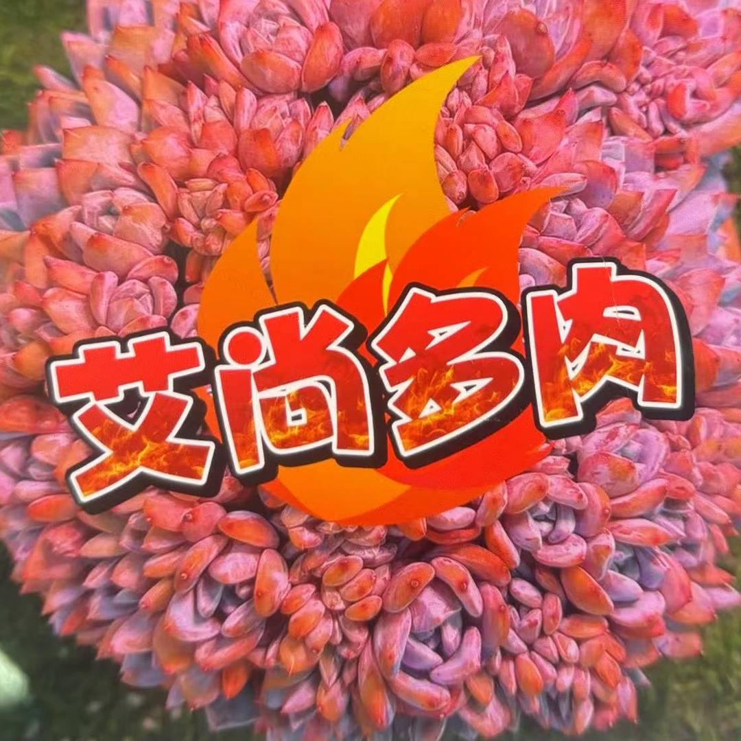 艾尚多肉1688的头像