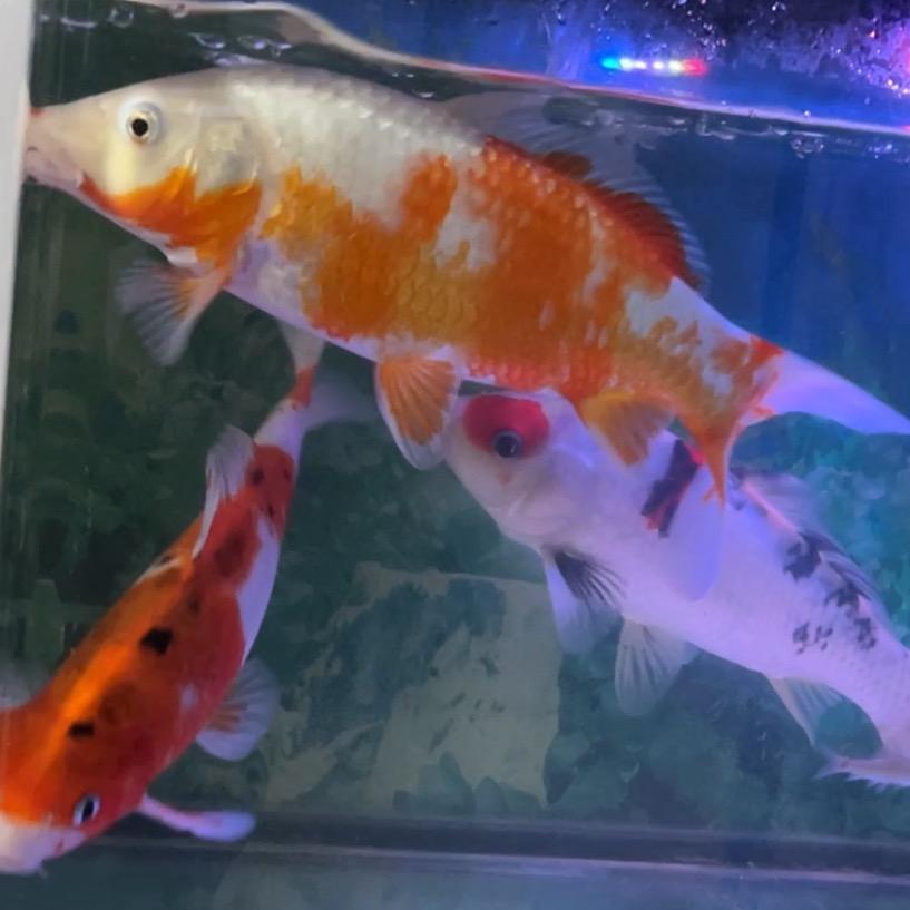 抖鱼🐟