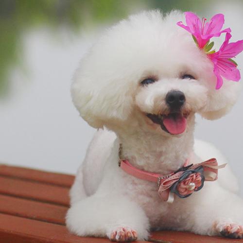 陈家小苹果