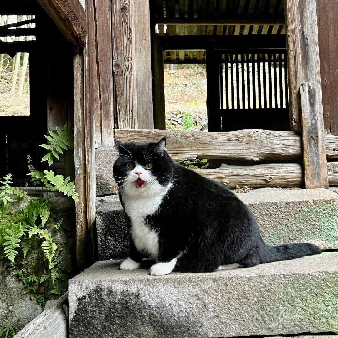 陳小默