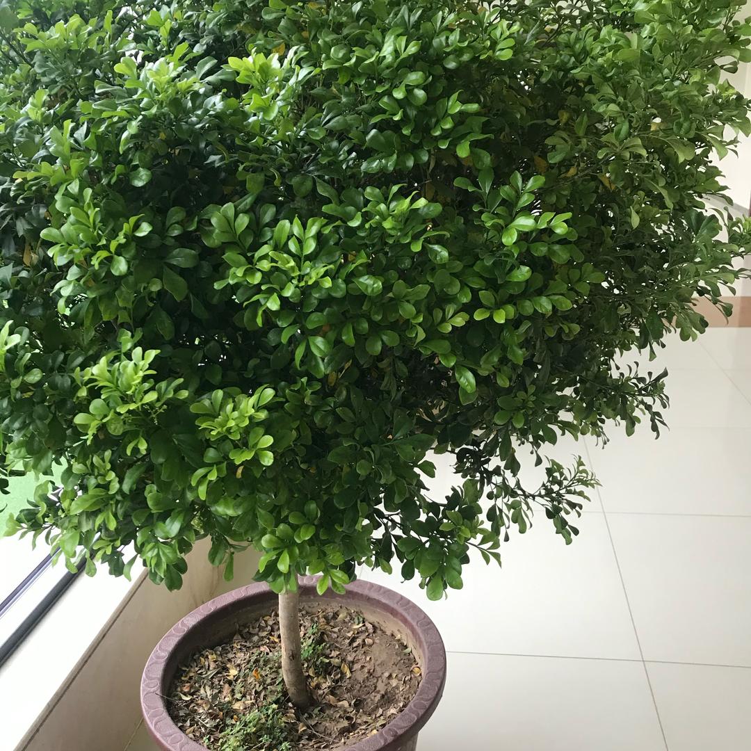 （源源）家庭种植农场