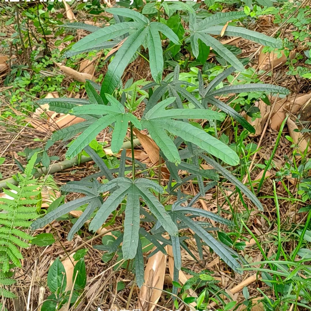 野山强五指毛桃