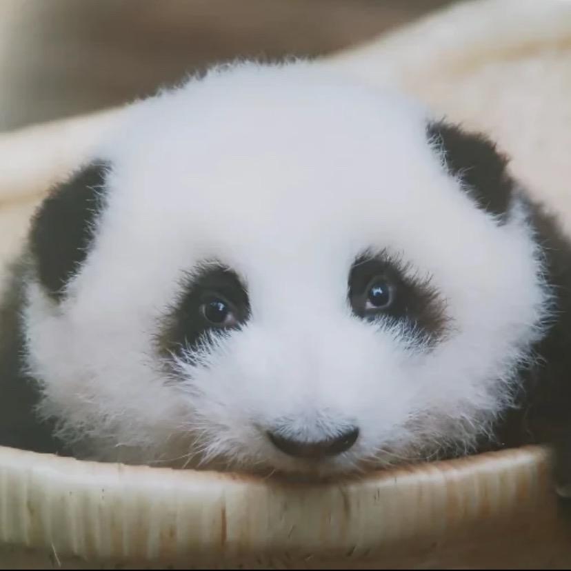 黄呀黄（超爱花花版）