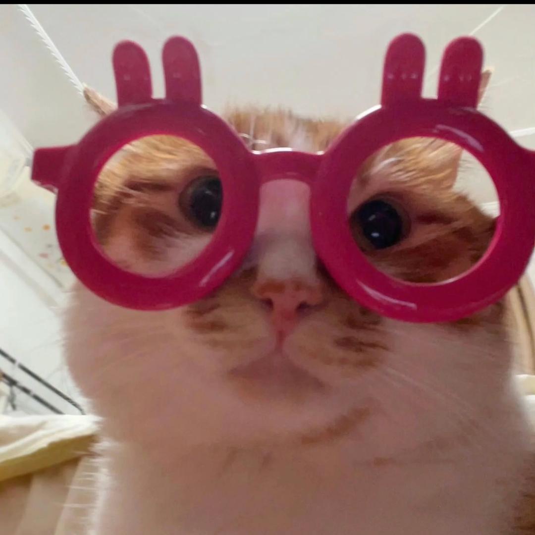 猪咪