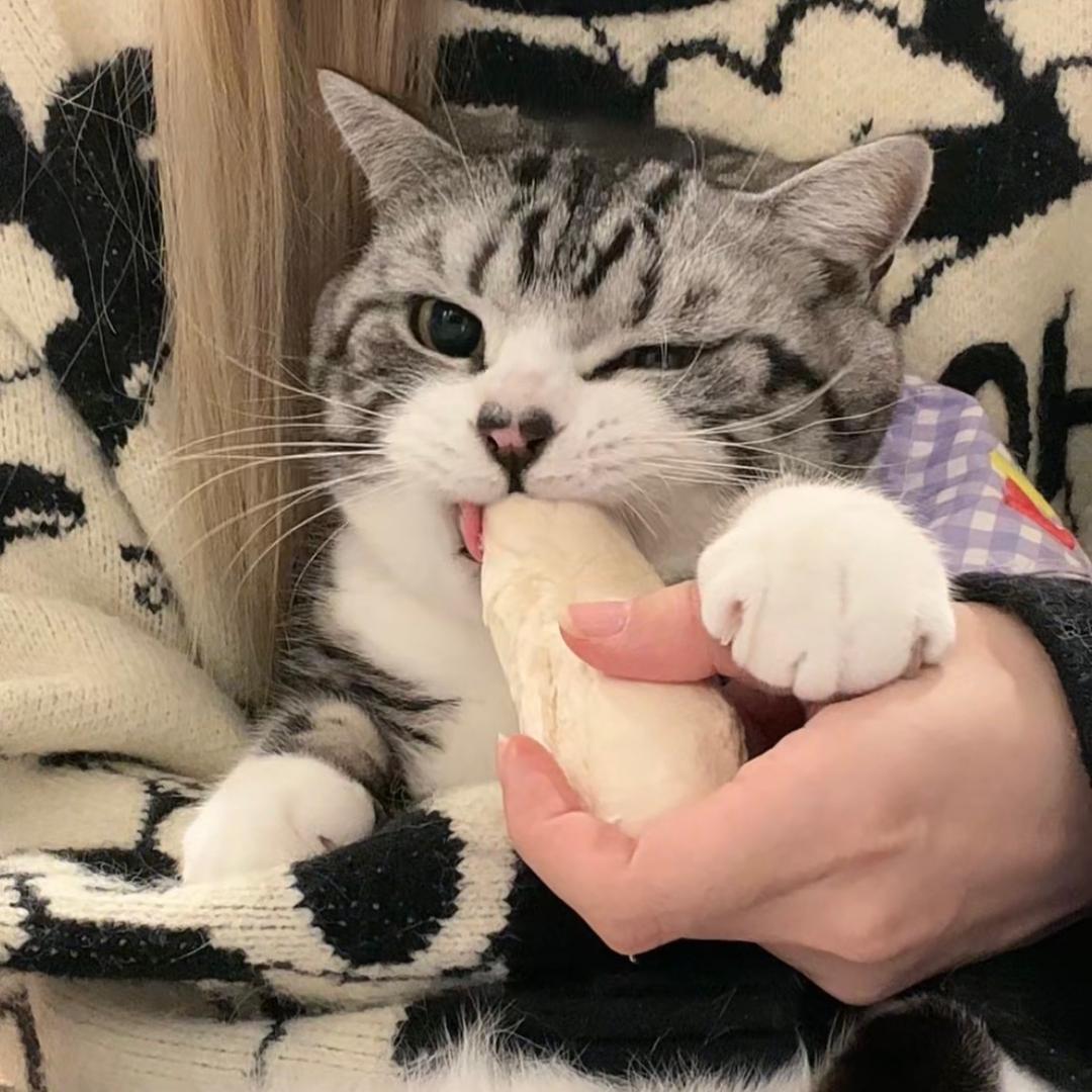 妈宝猫拽拽