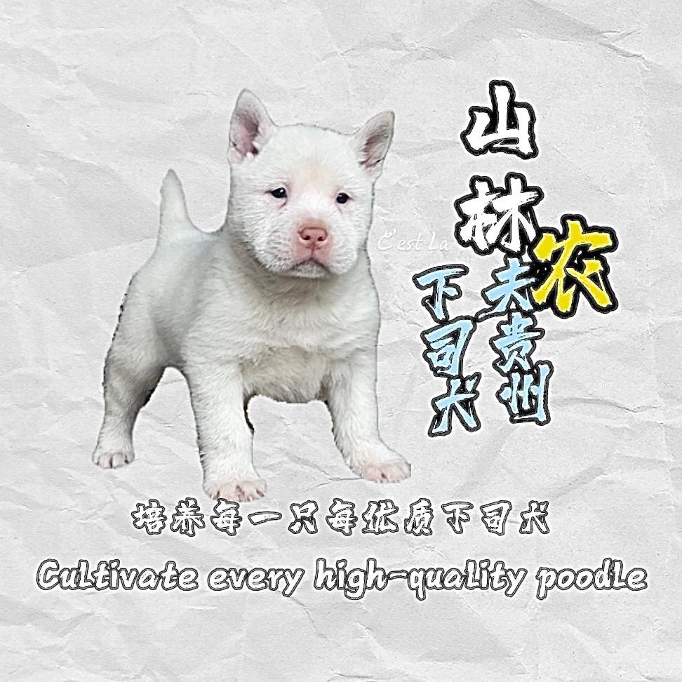 山林农夫贵州下司犬。