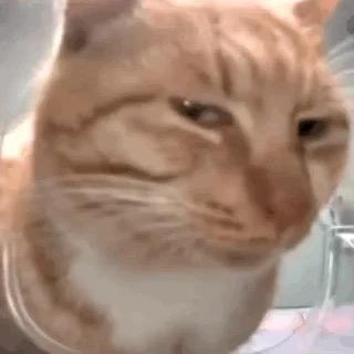 喵meme