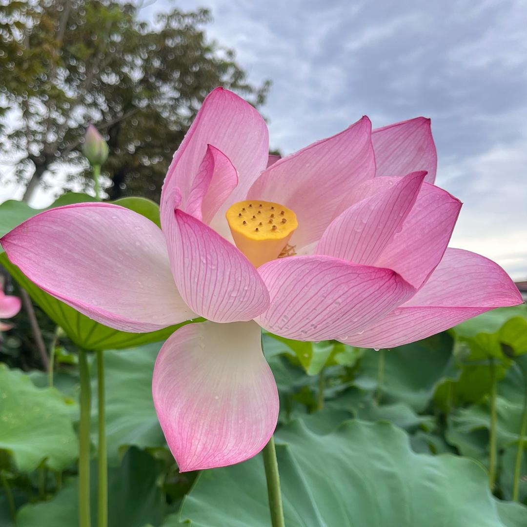 🫧ʚʕ̯•͡˔•̯᷅ʔɞ